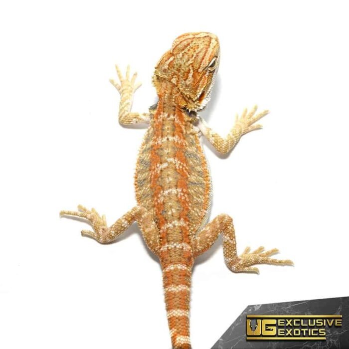 Baby Ginger Double Striped Bearded Dragon - Image 1