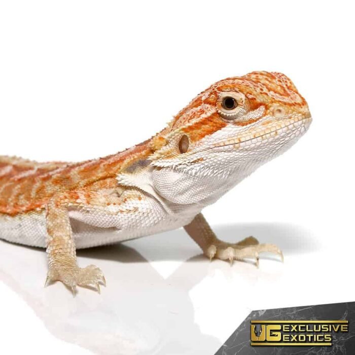 Baby Hypo Outback Leatherback Bearded Dragon - Image 2