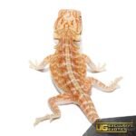 Baby Hypo Outback Leatherback Bearded Dragon