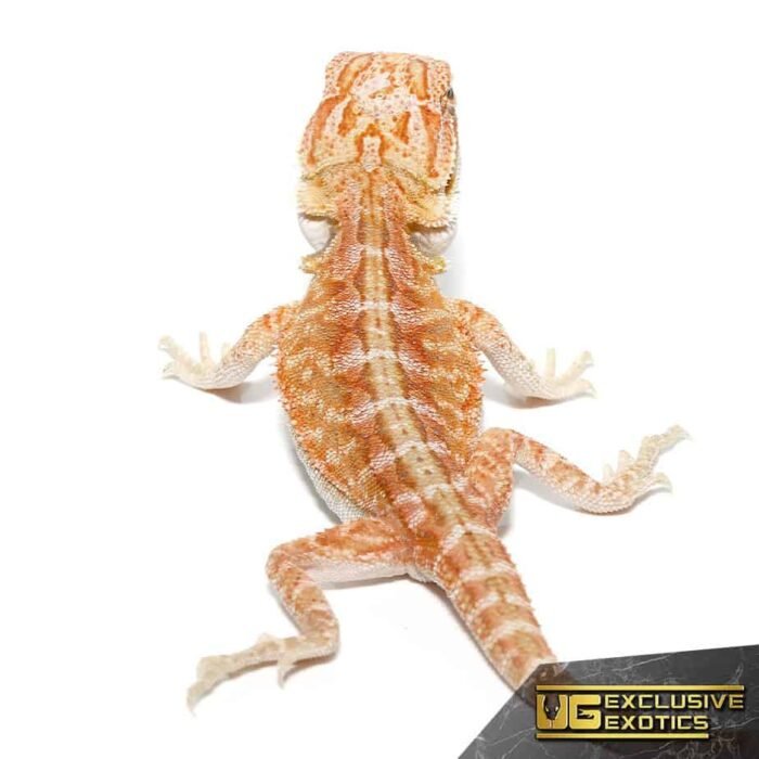 Baby Hypo Outback Leatherback Bearded Dragon - Image 1