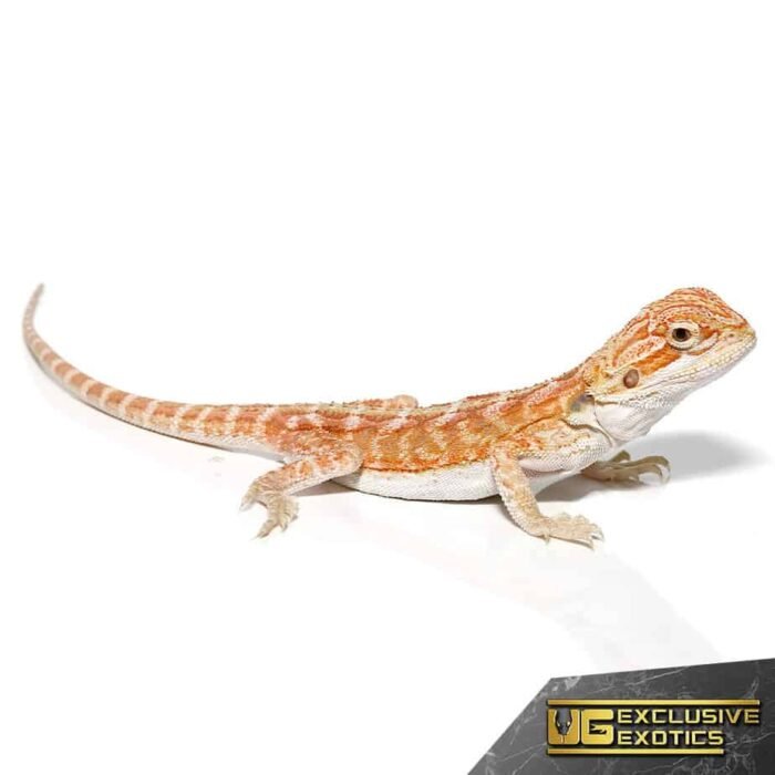 Baby Hypo Outback Leatherback Bearded Dragon - Image 3