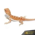 Baby Hypo Outback Leatherback Bearded Dragon - Image 4