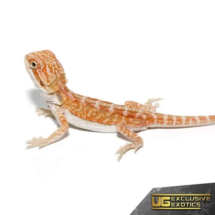 Baby Hypo Outback Leatherback Bearded Dragon - Image 4