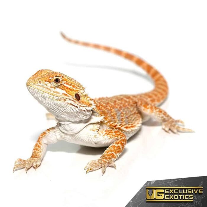 Hypo Sunbeam Bearded Dragon - Image 2
