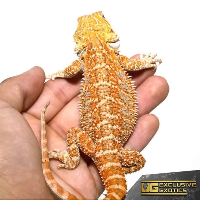 Hypo Sunbeam Bearded Dragon - Image 1
