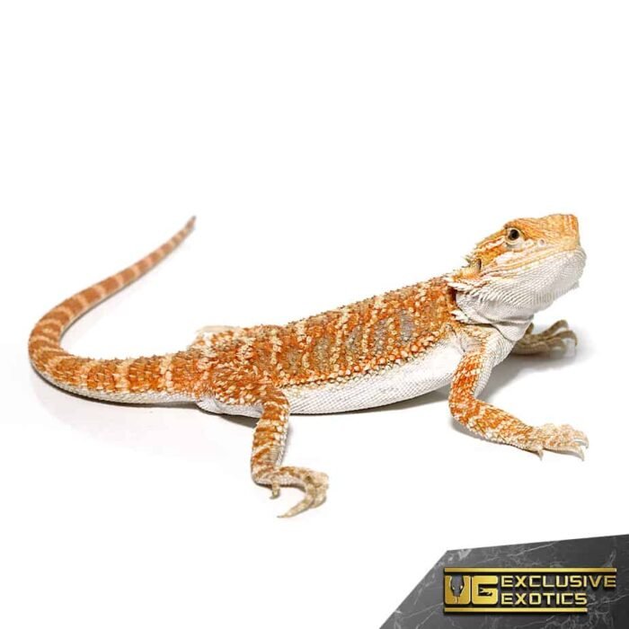 Hypo Sunbeam Bearded Dragon - Image 3