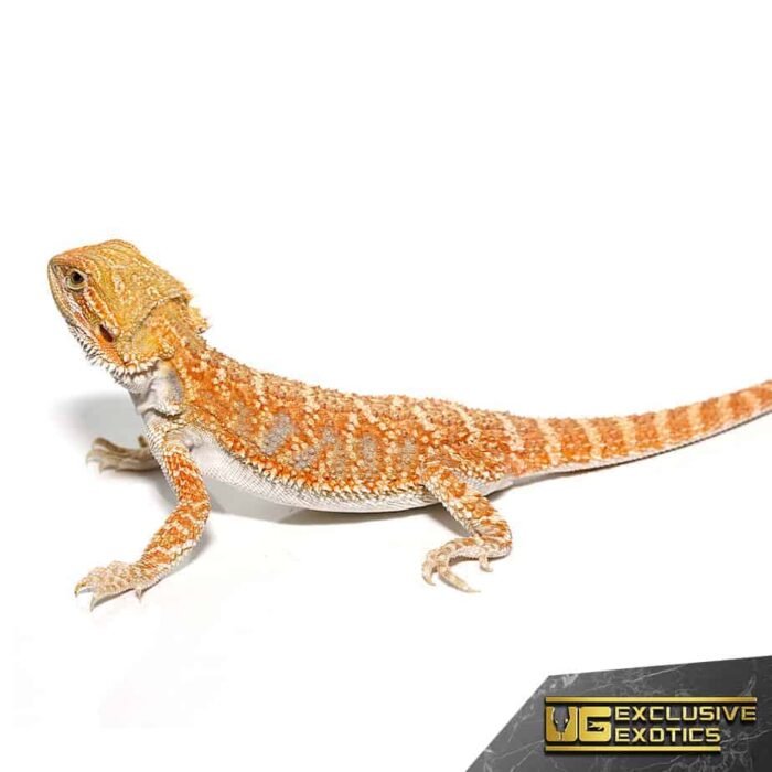 Hypo Sunbeam Bearded Dragon - Image 4