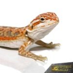 Inferno Dunner Leatherback Bearded Dragon - Image 2