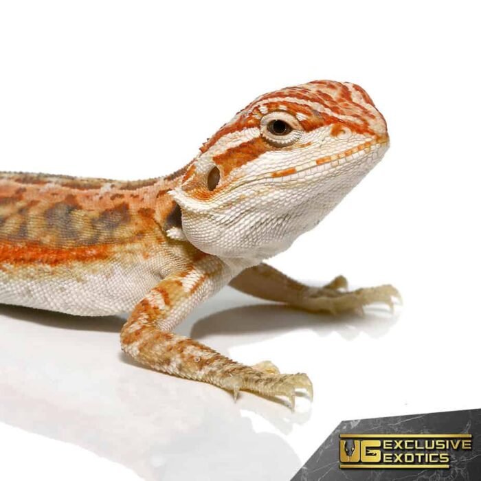 Inferno Dunner Leatherback Bearded Dragon - Image 2