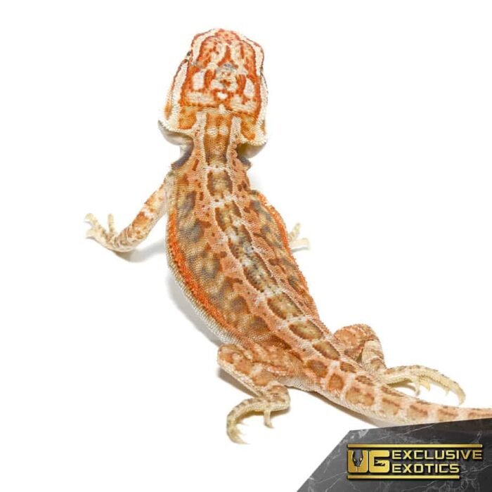 Inferno Dunner Leatherback Bearded Dragon - Image 1