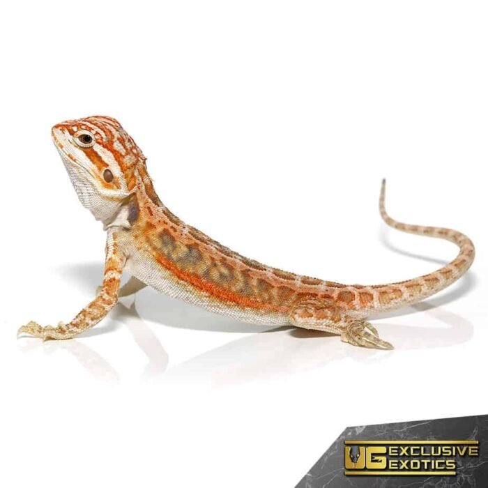 Inferno Dunner Leatherback Bearded Dragon - Image 3