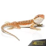Inferno Dunner Leatherback Bearded Dragon - Image 4