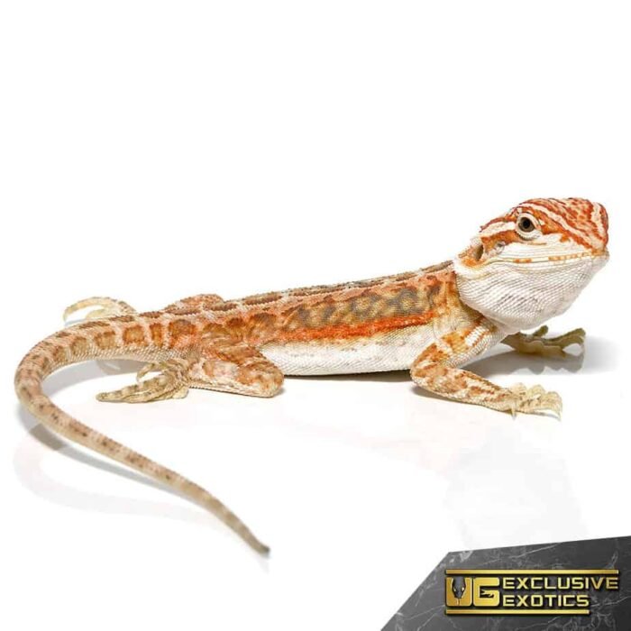 Inferno Dunner Leatherback Bearded Dragon - Image 4