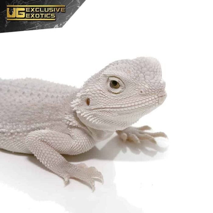 Hypo Zero Bearded Dragon - Image 2