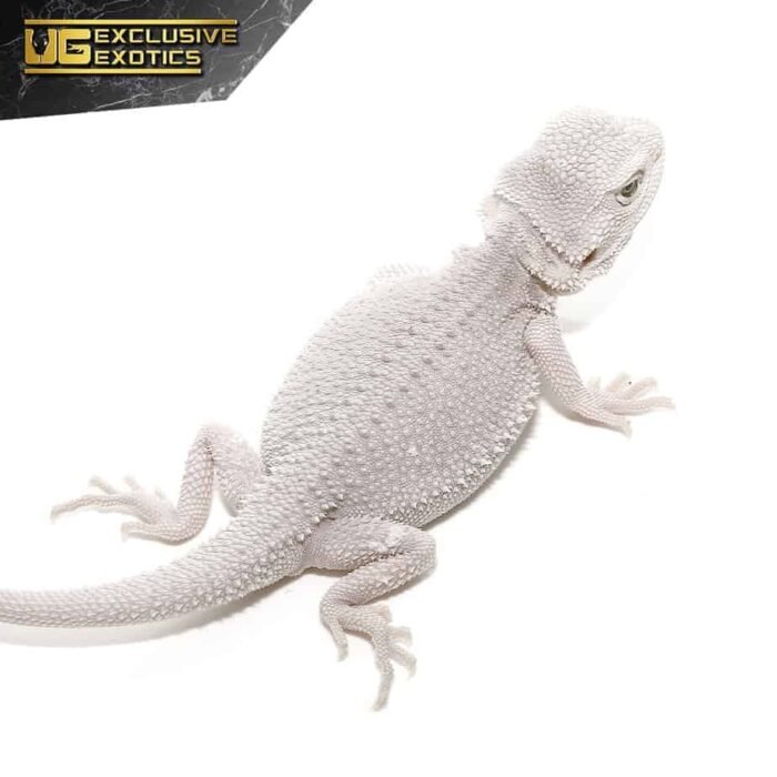 Hypo Zero Bearded Dragon - Image 1
