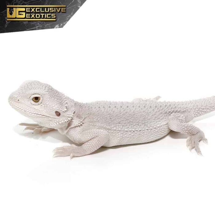 Hypo Zero Bearded Dragon - Image 3