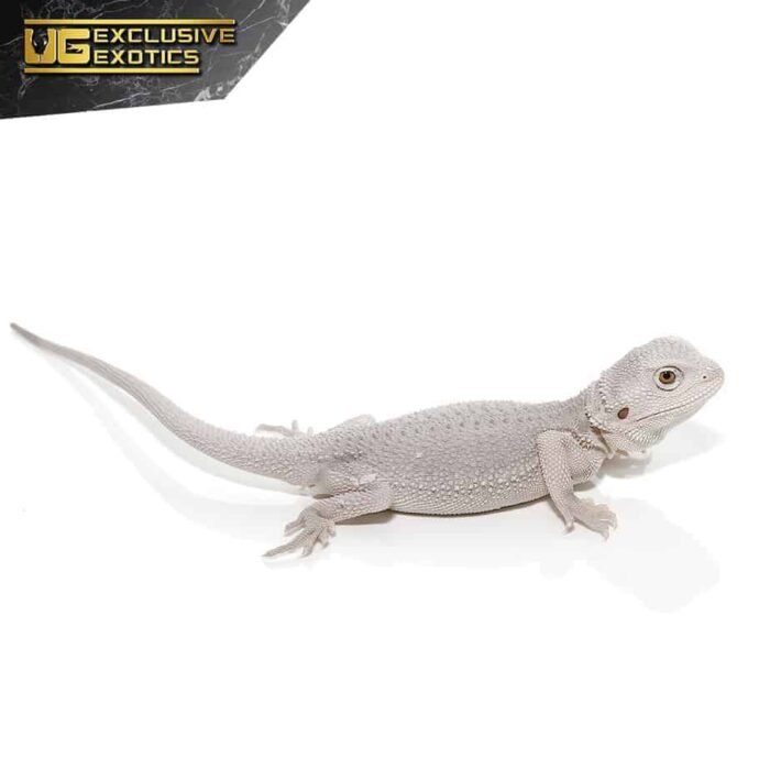 Hypo Zero Bearded Dragon - Image 4