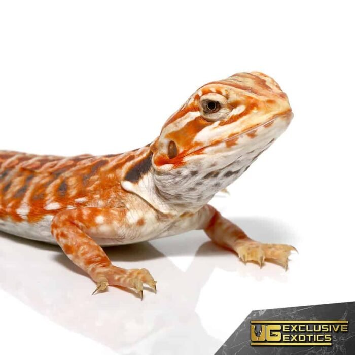 Baby Inferno Sunset Silky Bearded Dragon - Image 2
