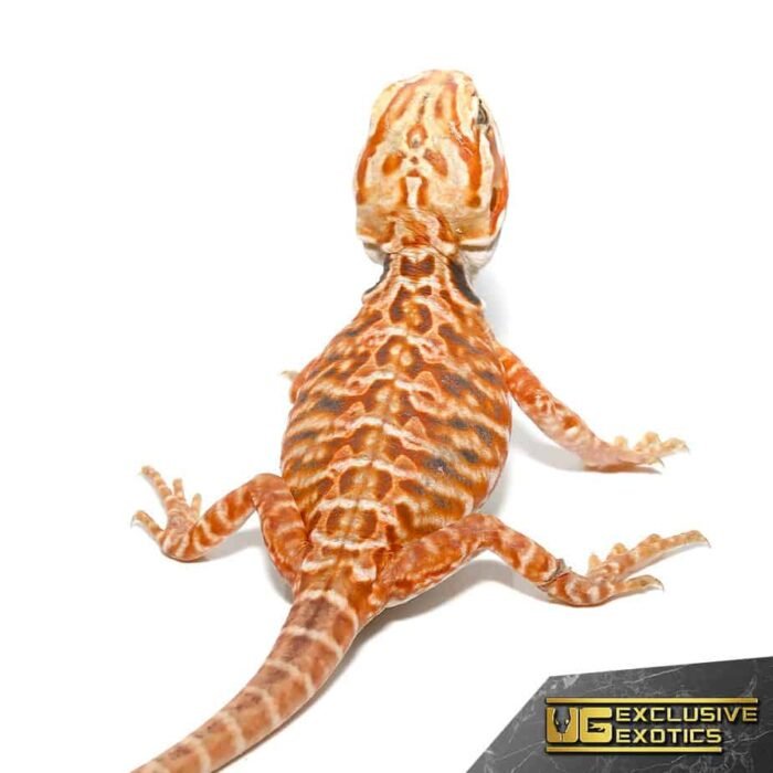 Baby Inferno Sunset Silky Bearded Dragon - Image 1
