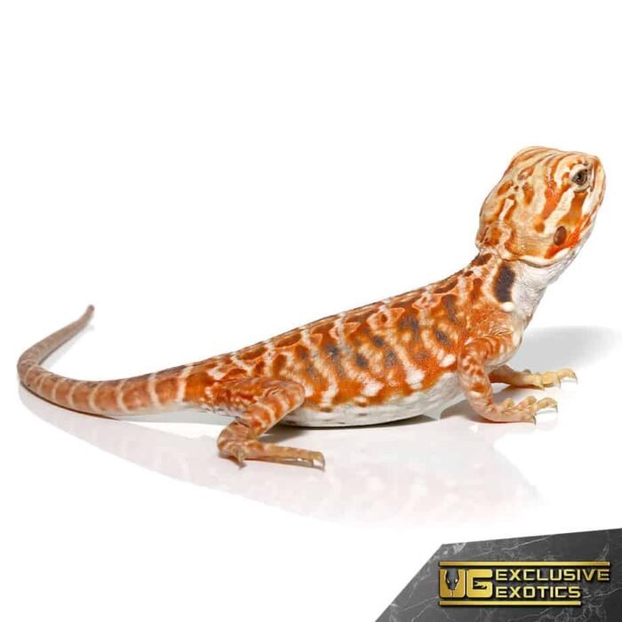 Baby Inferno Sunset Silky Bearded Dragon - Image 3