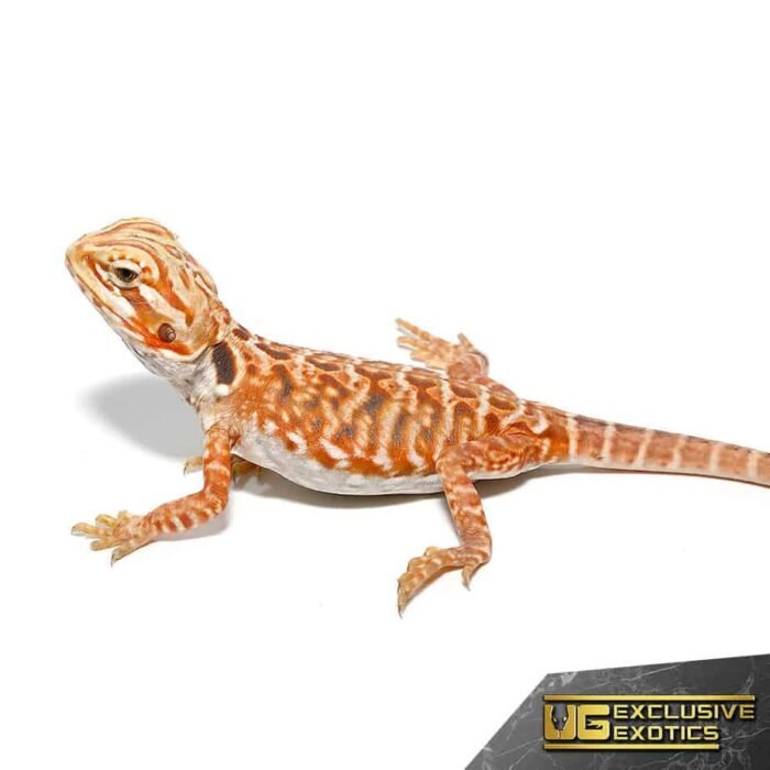 Baby Inferno Sunset Silky Bearded Dragon - Image 4