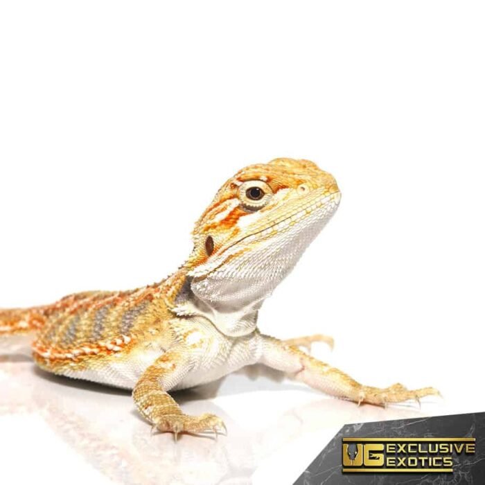 Baby Lemon Drop Blue Bar Bearded Dragon - Image 2