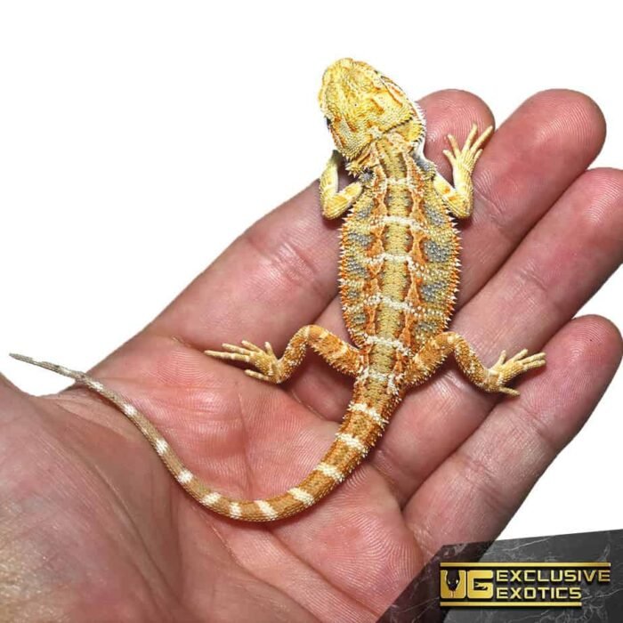 Baby Lemon Drop Blue Bar Bearded Dragon - Image 3