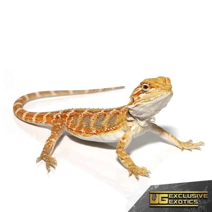 Baby Lemon Drop Blue Bar Bearded Dragon - Image 4