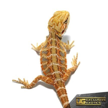 Baby Lemon Drop Blue Bar Bearded Dragon
