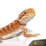 Red Gingersnap Bearded Dragon - Image 4
