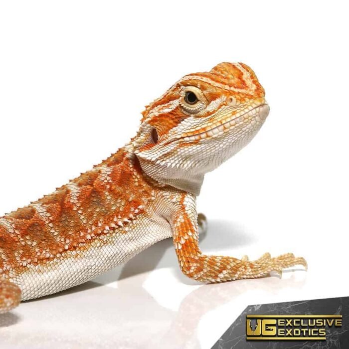 Red Gingersnap Bearded Dragon - Image 4