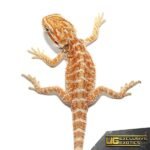 Red Gingersnap Bearded Dragon