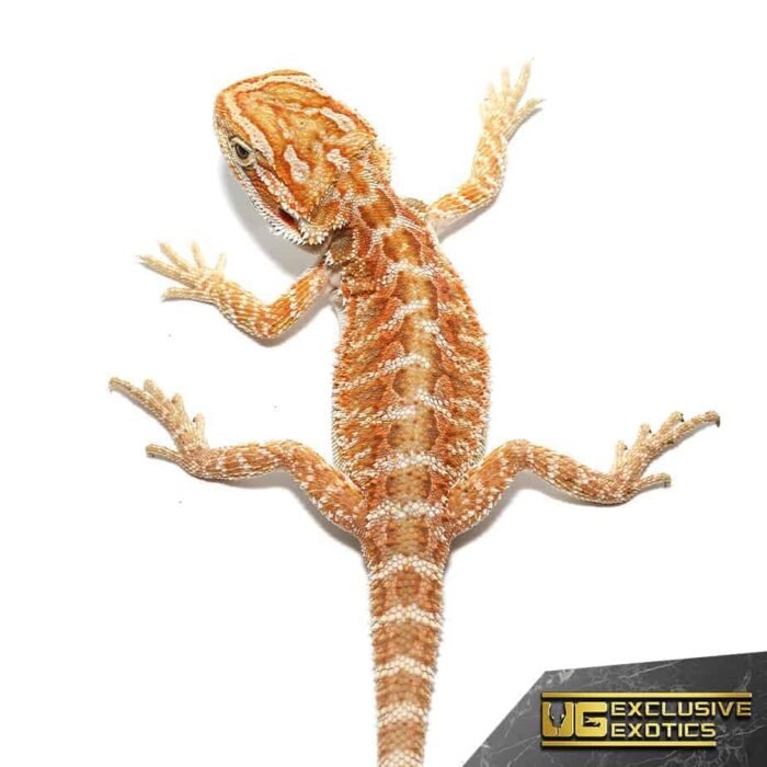 Red Gingersnap Bearded Dragon - Image 1