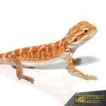 Red Gingersnap Bearded Dragon - Image 2
