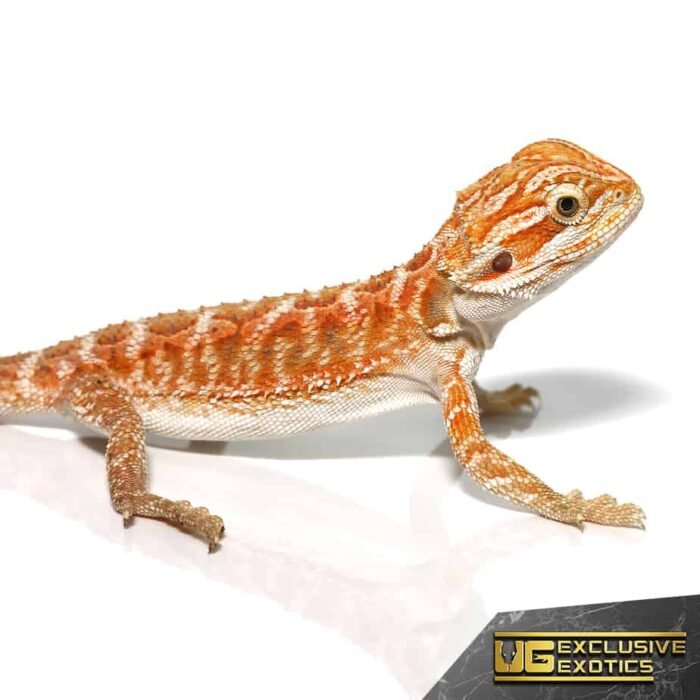 Red Gingersnap Bearded Dragon - Image 2
