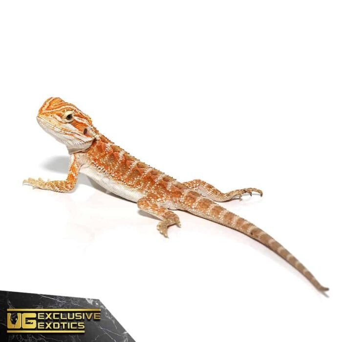 Red Gingersnap Bearded Dragon - Image 3