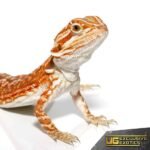 Baby Red Velvet Leatherback Bearded Dragon - Image 2
