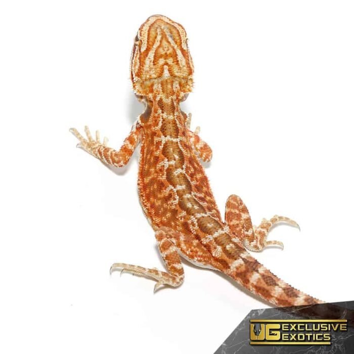 Baby Red Velvet Leatherback Bearded Dragon - Image 1