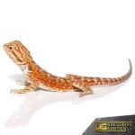 Baby Red Velvet Leatherback Bearded Dragon - Image 3
