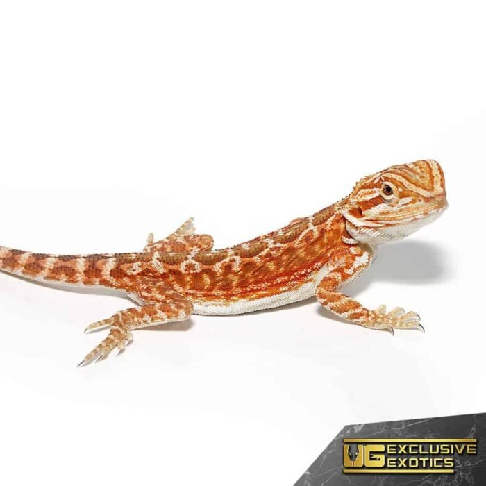 Baby Red Velvet Leatherback Bearded Dragon - Image 4
