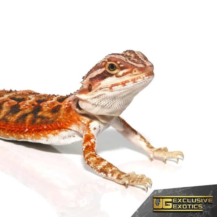 Baby Twin Flame Bearded Dragon - Image 2