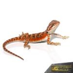 Baby Twin Flame Bearded Dragon - Image 4