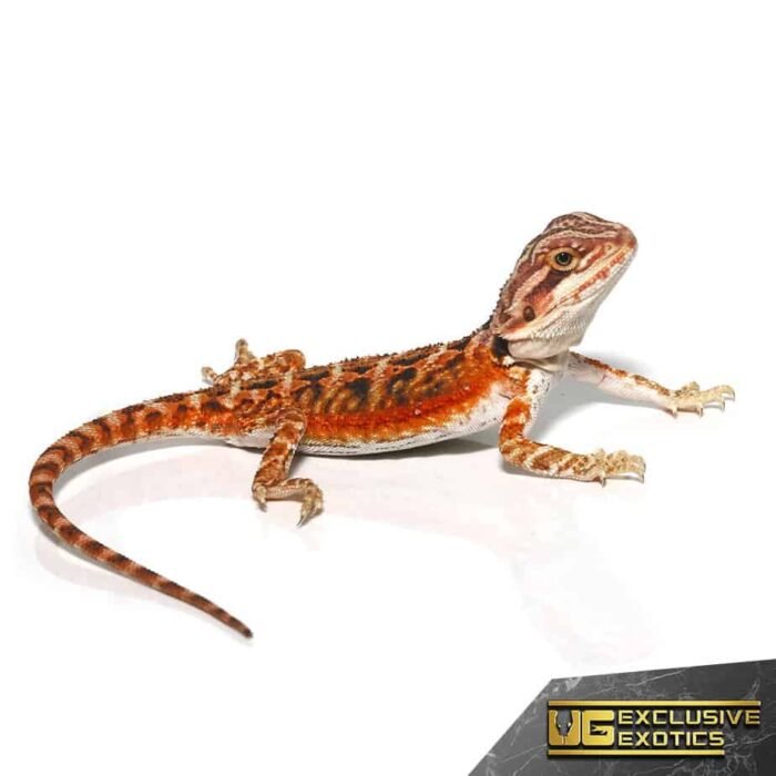 Baby Twin Flame Bearded Dragon - Image 4