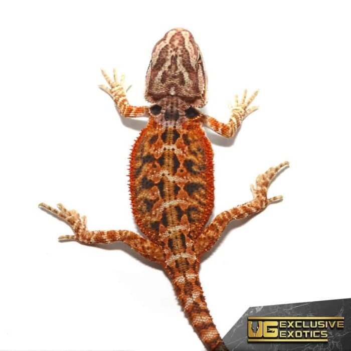 Baby Twin Flame Bearded Dragon - Image 1