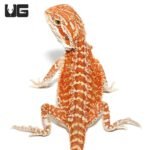 Baby Molten Lava Bearded Dragon - Image 2