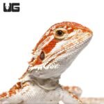 Baby Molten Lava Bearded Dragon