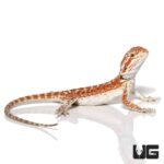 Baby Molten Lava Bearded Dragon - Image 4