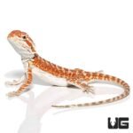 Baby Molten Lava Bearded Dragon - Image 3