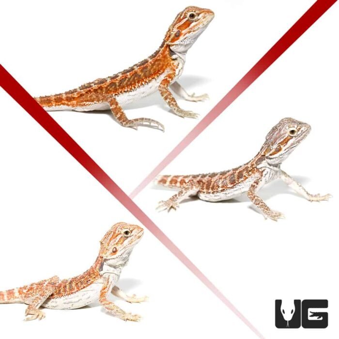 Baby Hypo Inferno Bearded Dragon 3 Pack - Image 1