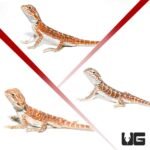 Baby Hypo Inferno Bearded Dragon 3 Pack - Image 4